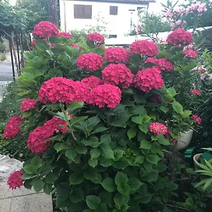 Casa Hortensia Apartman Njivice